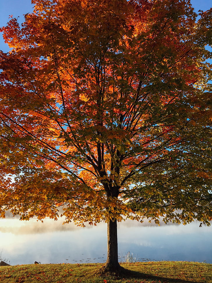 jezero, drevo, jeseni, padec, listje, Park, sezona