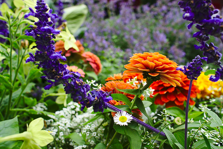 çiçek, çiçek alanı, Bahçe, alan, renkli, doğa