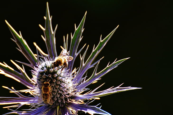 thistle, flower, plant, bees, nature, blossom, bloom