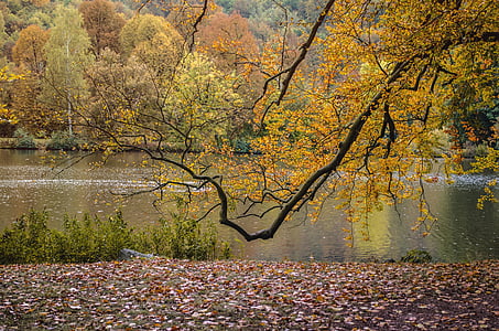 efterår, Park, natur, træ, herbstimpression, blad, gul