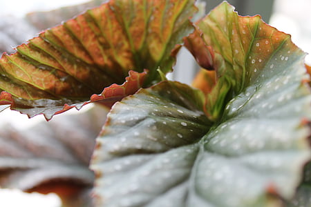 Begonia, list, listy, Příroda, závod, podzim, červená