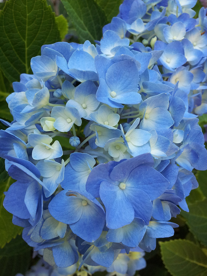 lilled, õie, Hortensia, sinine, taimed, põõsad, Bloom
