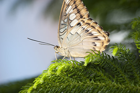 borboleta, inseto, monarca, asas, vida selvagem, natureza, planta