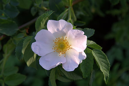 Wild rose, kukka, kukka wild rose, valkoinen, vaaleanpunainen, kerma, terälehdet