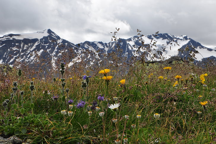 mountain meadow, flowers, mountains