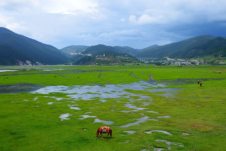 Yunnan Eyaleti ', çayır, Shangri-la's, dağ, doğa, çimen, manzara