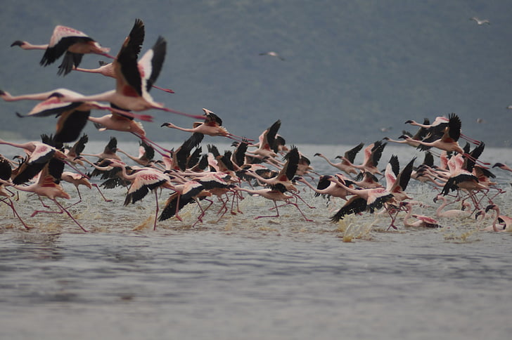 flamingi, pływające, lotu, ptaki, różowy