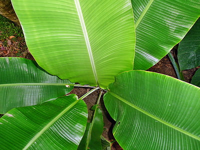 banana leaves, plant, leafs, green, nature, tropical, natural