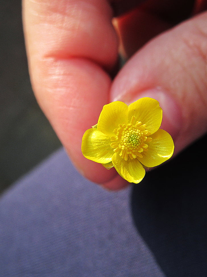 a Buttercup, sárga virág, makró, szirmok, neked, tavaszi, Bloom