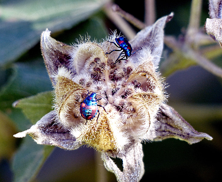 Hibiscus harlequin bugs, insecten, Close-up