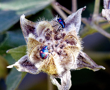 bugs de Arlequim de hibisco, insetos, close-up