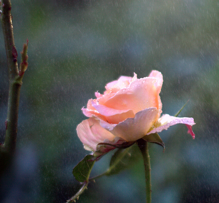 flower, nature, garden, pink, rain, watering