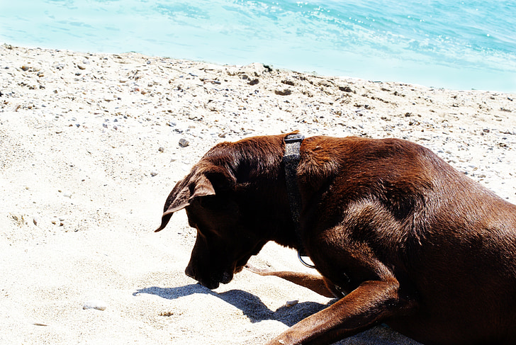 hond, dier, zee, strand, water, zomer