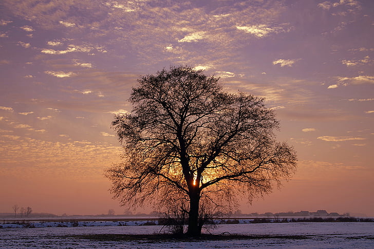 albero, Lonely, tramonto, inverno, colori, neve, crepuscolo