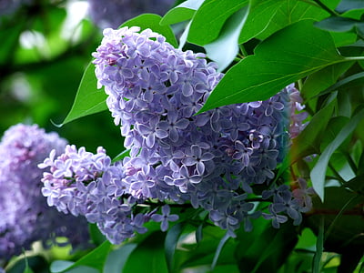 flower, nature, purple, ornamental plant, macro, plant, summer