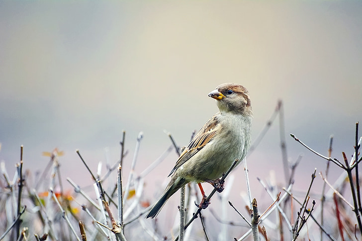 bird, sparrow, wildlife, macro, closeup, branch, twig
