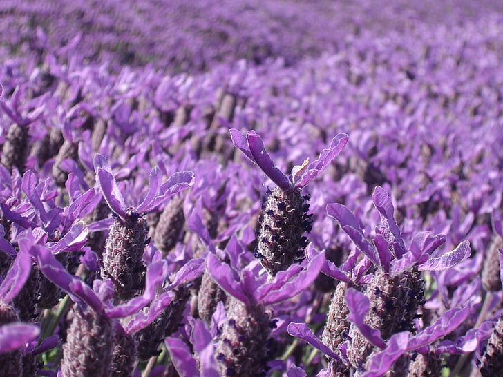 lavender, purple, crop, field of flowers, flower, nature, no people