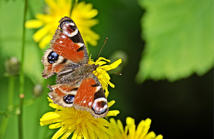 Peacock butterfly, tauriņš, kukainis, aizveriet, daba, puķe, Pāvs