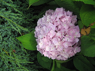hortensia, fleur, jardin