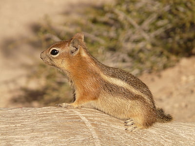 squirrel, brown, surface, animal, cute, nature, Golden Mantled Ground Squirrel