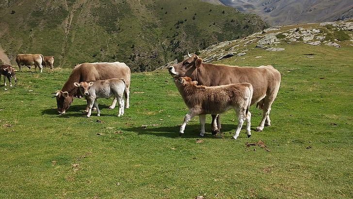 vacas, montaña, naturaleza