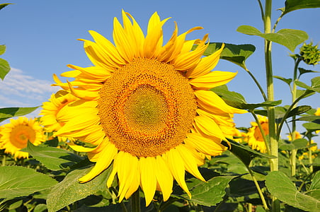 zonnebloem, gele bloem, zonnebloem veld, natuur, geel, landbouw, zomer