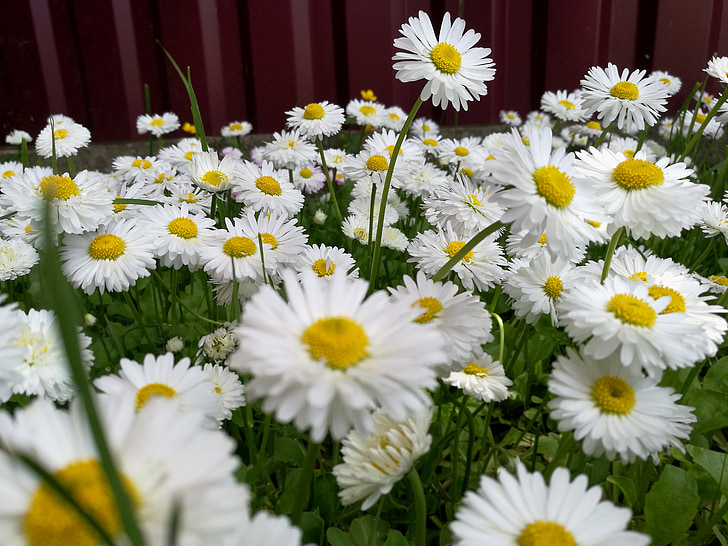 daisies, summer, glade, nature, flowers, white flower, beauty