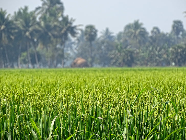erba di riso, natura, erba, riso, verde, fresco, azienda agricola