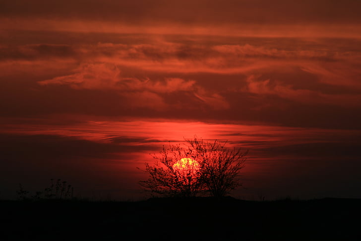 zachód słońca, Słońce, czerwony, drzewo, niebo, ogień, w godzinach wieczornych