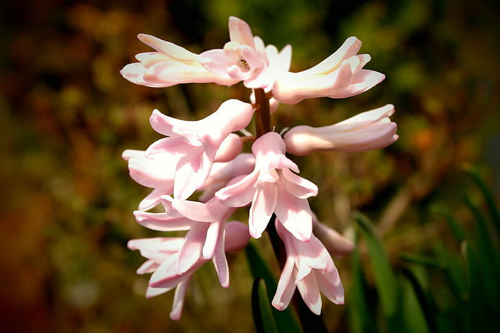 Hyacint, zahrada, Ornament, květ, růžová