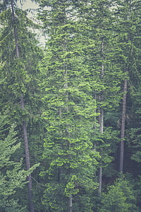 šuma, priroda, na otvorenom, stabla, šume