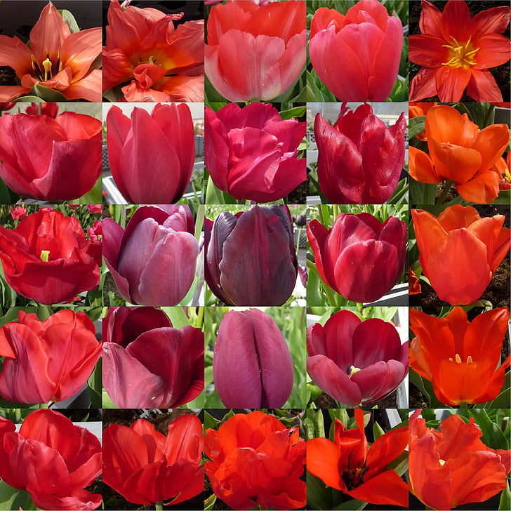 flor, Tulip, rojo, Collage