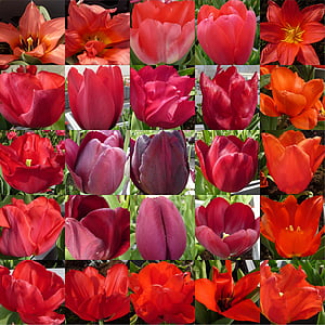flower, tulip, red, collage