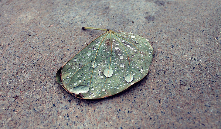 waterdrops, hujan, daun, tetesan, hijau, daun, musim gugur