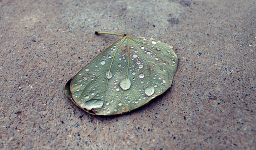 капли воды, дождь, лист, капельки, Грин, листья, Осень