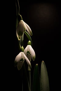 lumikelluke, Makro, valged lilled, kevadel