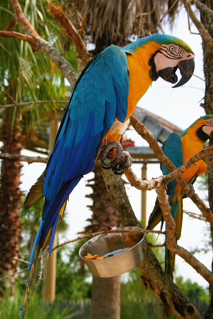 Guacamai, ocell, blau, or, natura, bec, ales