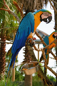 Macaw, burung, biru, emas, alam, paruh, sayap