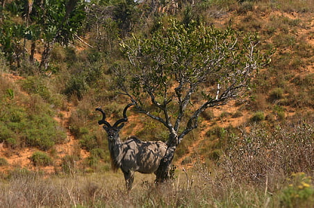 クーズー, 南アフリカ, 自然, 野生動物, アンテロープ, 動物, 哺乳動物