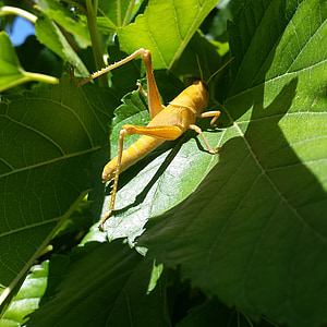 grasshopper, yellow, insect, nature, leaf, cricket, wildlife