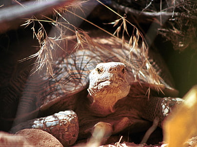 tortoise, desert, turtle, wildlife, nature, crawling, big