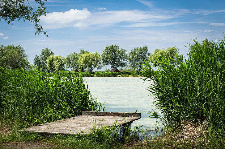 reed, lake, landscape, water, sky, summer, blue