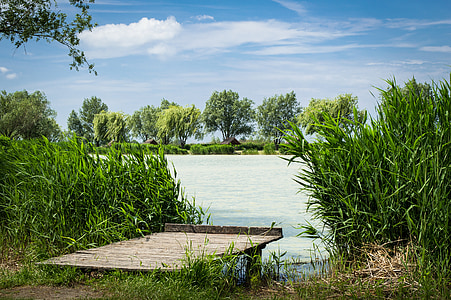 Reed, jezero, krajolik, vode, nebo, ljeto, plava