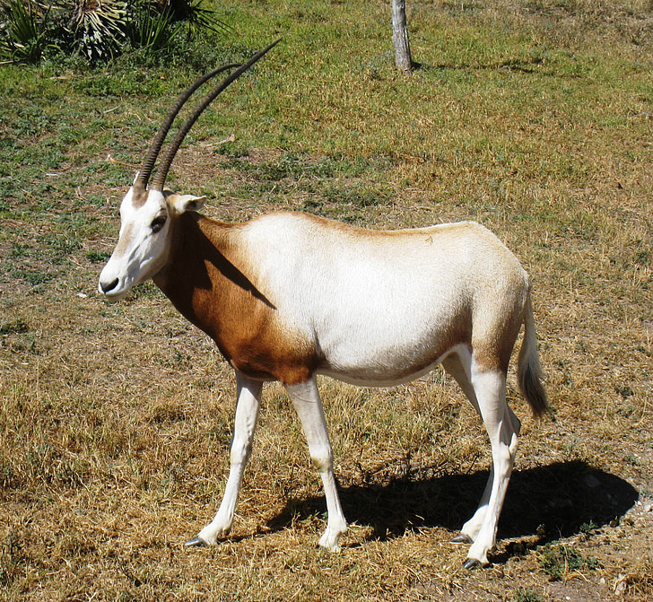 antilope, Impala, pattedyr