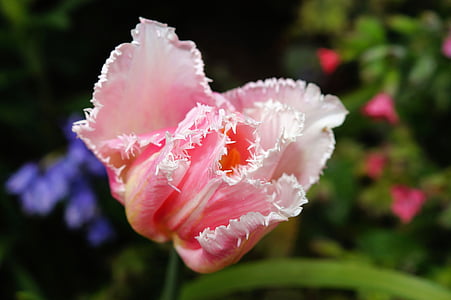 bunga, Blossom, mekar, Tulip, merah muda, tender, tanaman