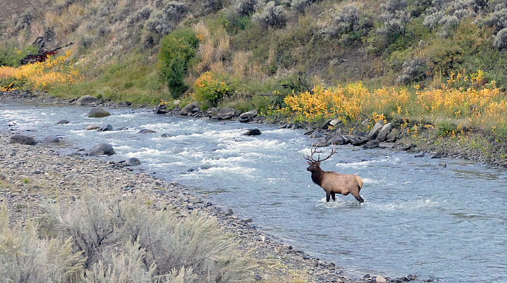 Bull elk, rivière, faune, nature, nature sauvage, Parc national d’Yellowstone, paysage