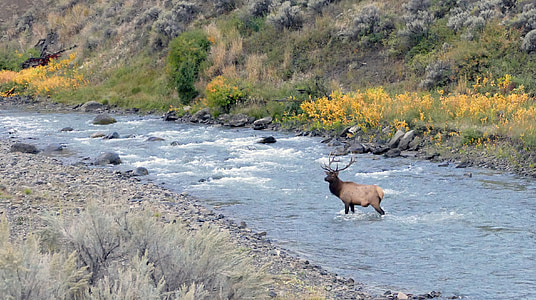 Bull elk, řeka, volně žijící zvířata, Příroda, Divočina, Yellowstonský národní park, krajina