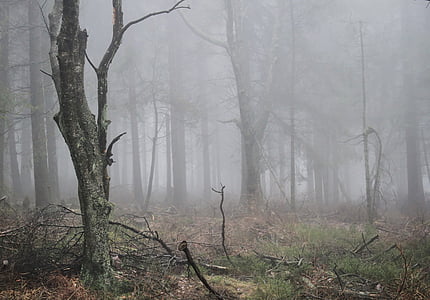 туман, Осень, лес, Природа, завод, атмосфера, настроение
