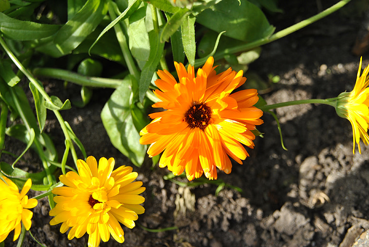 Marigold, blommor, gul blomma, trädgård, Anläggningen, Bloom