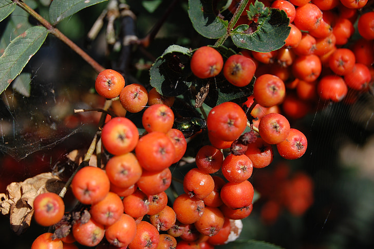 Berry, Oranje, herfst, plant, Bush